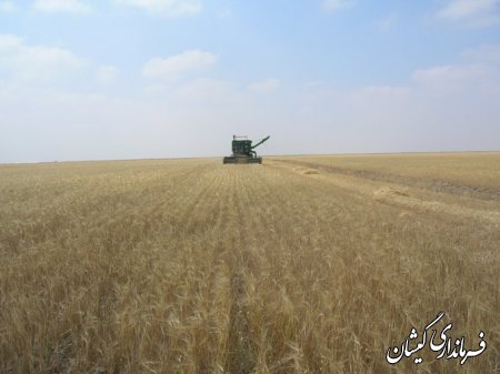 برداشت محصول جو درسطح اراضي كشاورزي شهرستان گميشان شروع شد