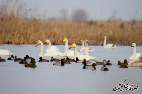 تالاب بین المللی شهرستان گمیشان