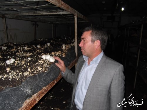 بازدید فرماندار گمیشان از کارگاه پرورش تولید قارچ