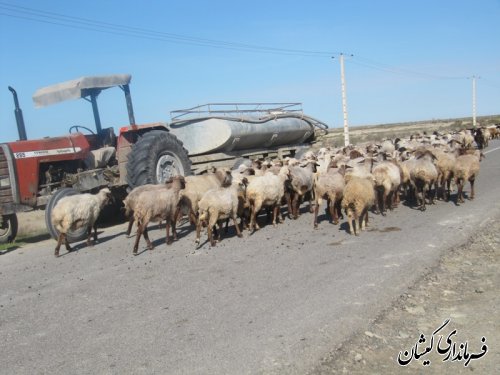 ورود دامداران به مراتع شمال گمیشان