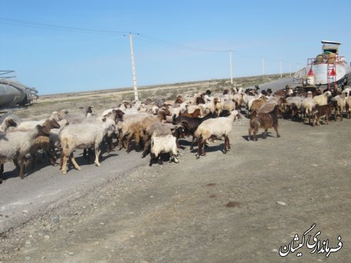 ورود دامداران به مراتع شمال گمیشان
