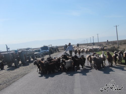 ورود دامداران به مراتع شمال گمیشان