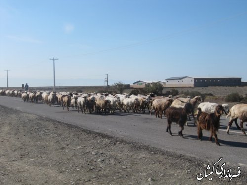 ورود دامداران به مراتع شمال گمیشان