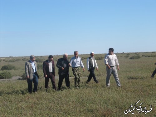 ورود دامداران به مراتع شمال گمیشان