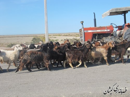 ورود دامداران به مراتع شمال گمیشان