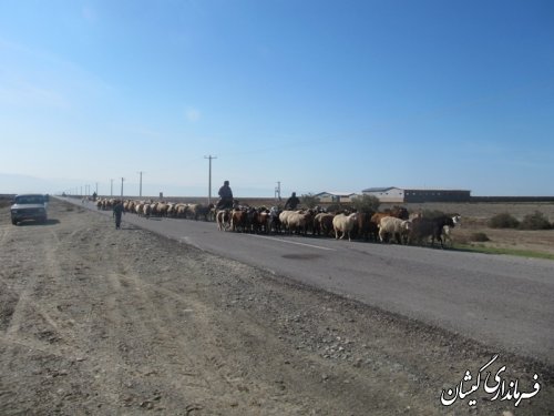 ورود دامداران به مراتع شمال گمیشان