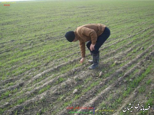سطح زیر کشت محصولات کشاورزی در گمیشان 10درصد افزایش یافت