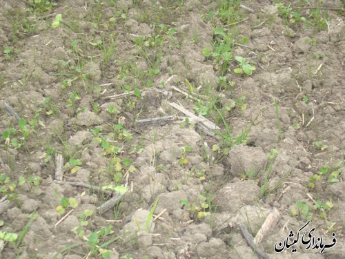 سطح زیر کشت محصولات کشاورزی در گمیشان 10درصد افزایش یافت