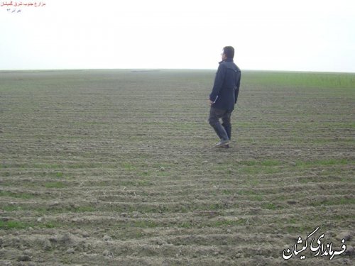 سطح زیر کشت محصولات کشاورزی در گمیشان 10درصد افزایش یافت