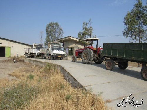 بازدید بخشدار گلدشت از روند تحویل خرید محصول گندم وجو