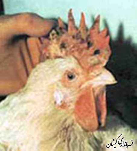 جلسه پیشگیری تب کریمه کنگو وآنفولانزای مرغی با حضور دهیاران بخش گلدشت برگزار شد