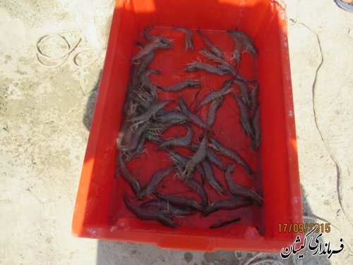 سایت پرورش میگو گمیشان پروژه مهم اقتصادی و اشتغالزایی منطقه است