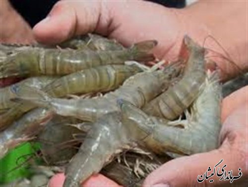 بیش از 715تن میگو از مزارع سایت گمیشان برداشت شد