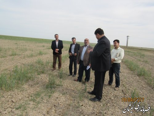 بازدید فرماندار گمیشان از سطح مزارع شمال شهرستان