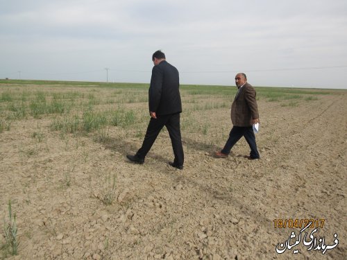 بازدید فرماندار گمیشان از سطح مزارع شمال شهرستان