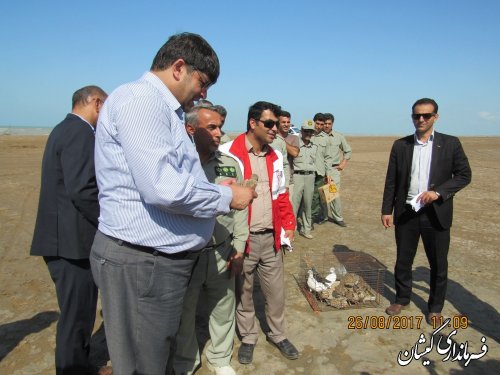 رهاسازی چندین قطعه پرنده در سواحل توماجلر چارقلی شهرستان گمیشان