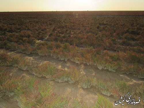 بازید معاون هماهنگی امور عمرانی استاندار از پروژه کاشت سالی کورنیا
