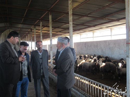 بازدید فرماندار گمیشان از مجتمع پرورش گوسفند