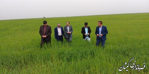بیش از 153 هزار هکتار سطح سبز مزارع شهرستان گمیشان می باشد