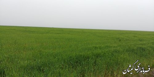 بیش از 153 هزار هکتار سطح سبز مزارع شهرستان گمیشان می باشد