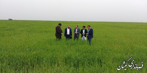 بیش از 153 هزار هکتار سطح سبز مزارع شهرستان گمیشان می باشد