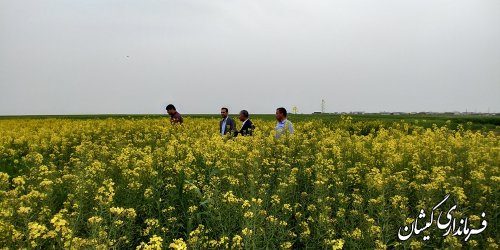 بیش از 153 هزار هکتار سطح سبز مزارع شهرستان گمیشان می باشد