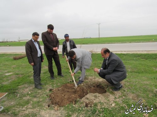 کاشت نهال حد فاصل شهر گمیش تپه و روستای صفا ایشان