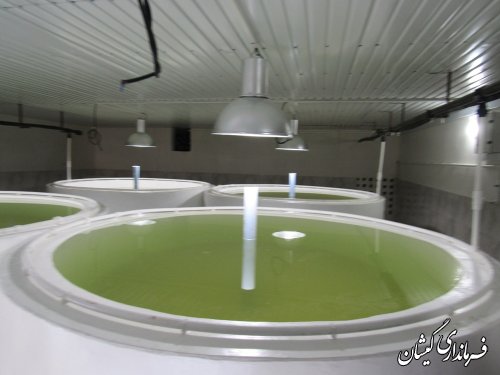 بازدید استاندار گلستان از کارگاه تولید بچه میگو محک گمیشان