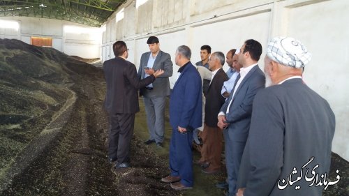 تاکنون بیش از یک هزارو 700 تن کلزای کشاورزان شهرستان خریداری شده است