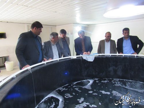 بازدید معاون هماهنگی امور عمرانی استاندار از سایت پرورش میگوی گمیشان