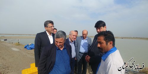 رییس سازمان امور اراضی کشور از سایت میگوی گمیشان بازدید کرد