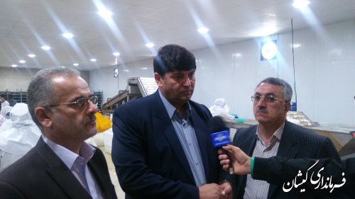 ایجاد اشتغال برای 150 نفر با فعالیت واحد فرآوری میگو