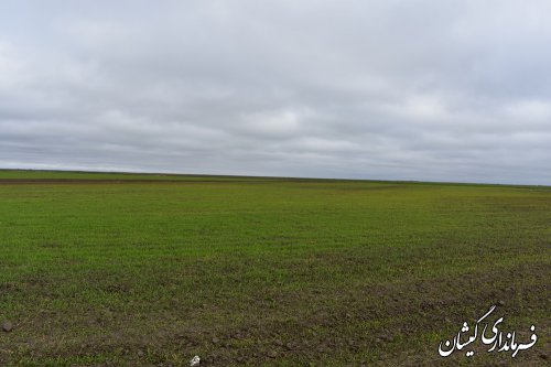 تاکنون 50هزارو380هکتار از اراضی کشت پاییزه درسطح شهرستان سبز شده است