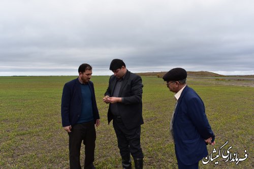 تاکنون 50هزارو380هکتار از اراضی کشت پاییزه درسطح شهرستان سبز شده است