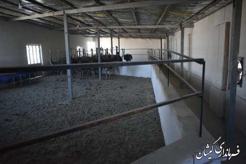 پروژه پرورش شترمرغ با اعتبار12میلیارد ریال درروستای آلتین تخماق گمیشان افتتاح شد
