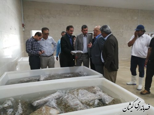 بازدید از کارگاه تولید بچه میگوی شهرستان و سرد خانه محک گمیشان
