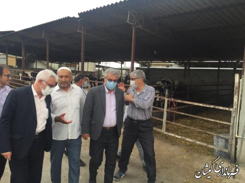بازدید فرماندار گمیشان از یک واحد دامداری در بخش گلدشت 