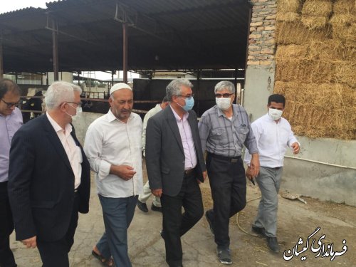 بازدید فرماندار گمیشان از یک واحد دامداری در بخش گلدشت 